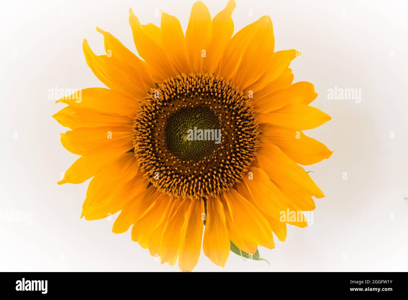 Girasole isolato su sfondo bianco. Il modello radiale sui semi e sul polline è chiaramente visibile. Foto Stock