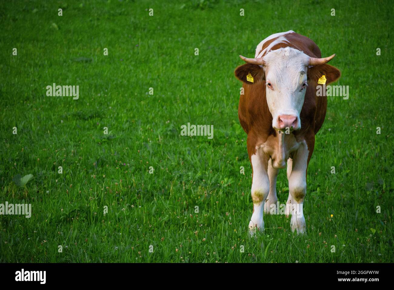La Tur domestica è una specie o sottospecie della famiglia Turovité, un animale da fattoria allevato per latte, carne, pelle o usato come animale da tiraggio. Foto Stock