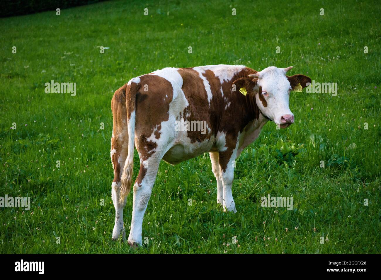 La Tur domestica è una specie o sottospecie della famiglia Turovité, un animale da fattoria allevato per latte, carne, pelle o usato come animale da tiraggio. Foto Stock