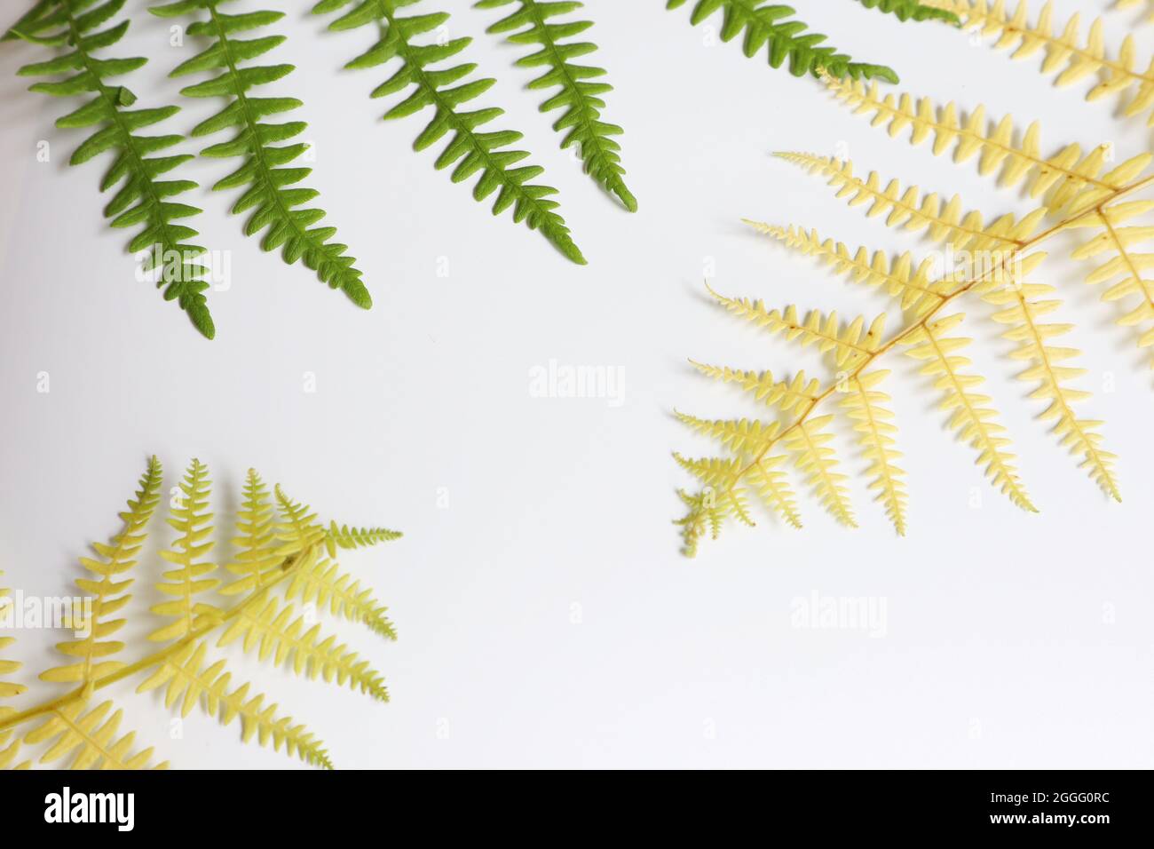 Pianta piatta di decorativo giallo e verde foglie di felce isolato pianta su sfondo bianco. Spazio libero per i prodotti da esposizione. Cornice testi e virgolette. Foto Stock