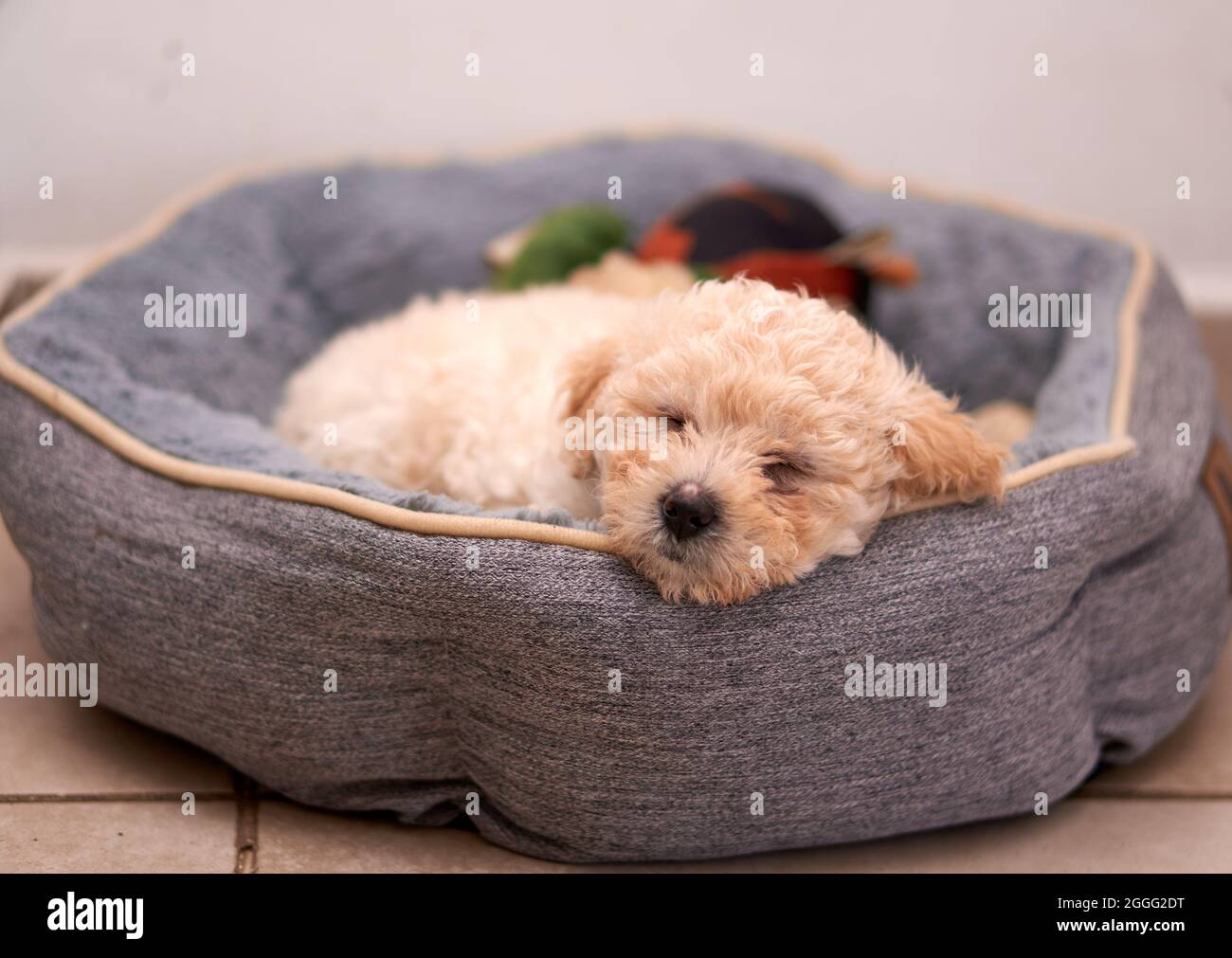 cucciolo di barbone beige che dorme all'interno del suo letto grigio. orizzontale Foto Stock