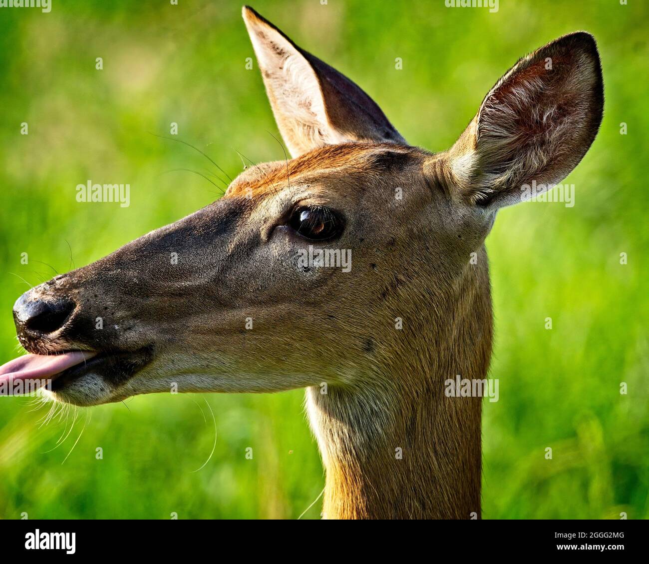 Cervi di Whitetail Foto Stock