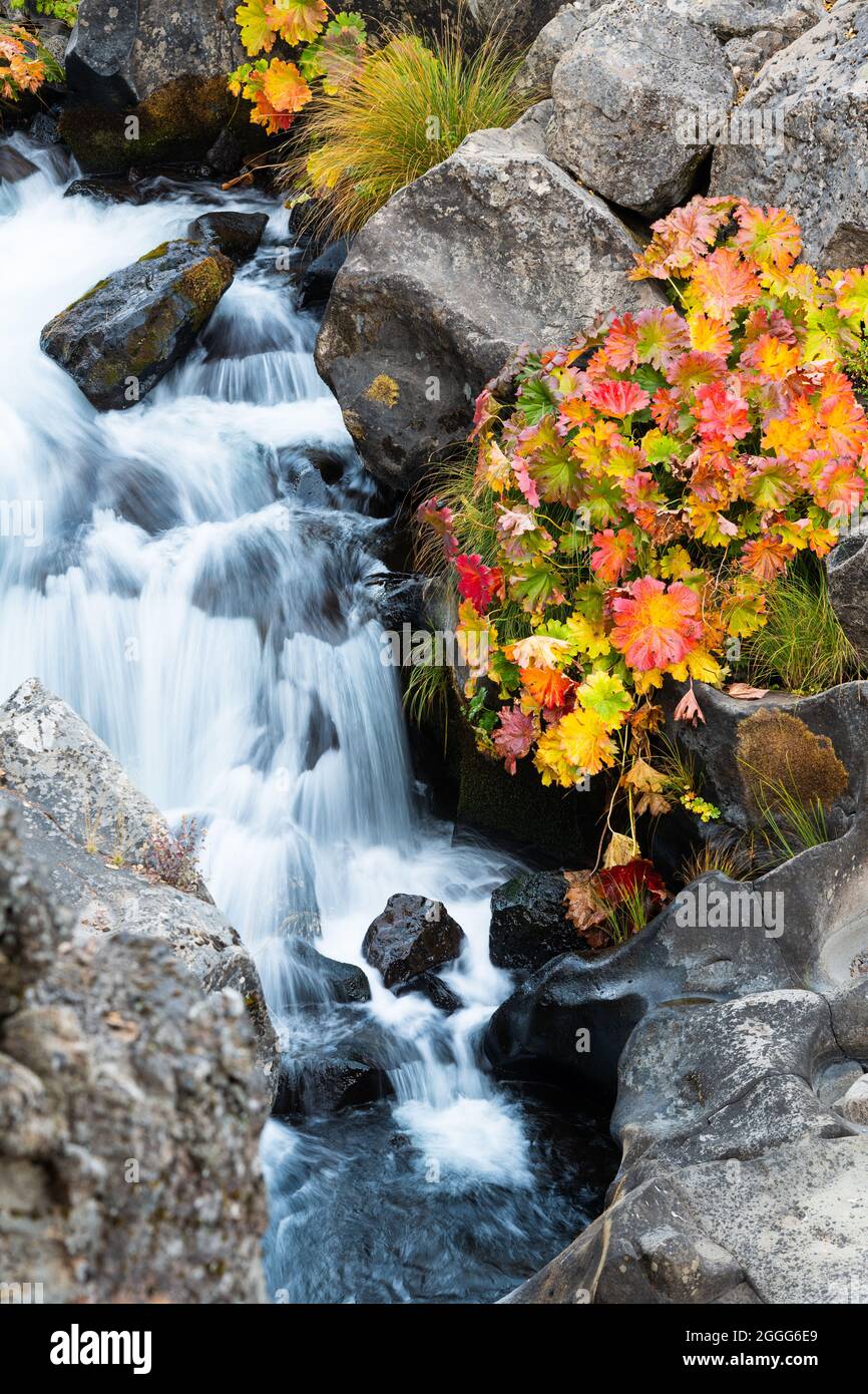 Il fiume McCloud a Shasta-Trinity National Forest California passa accanto a un gruppo di piante di orecchie di elefante colorate in autunno mentre il fiume si tuffa sulle rocce Foto Stock