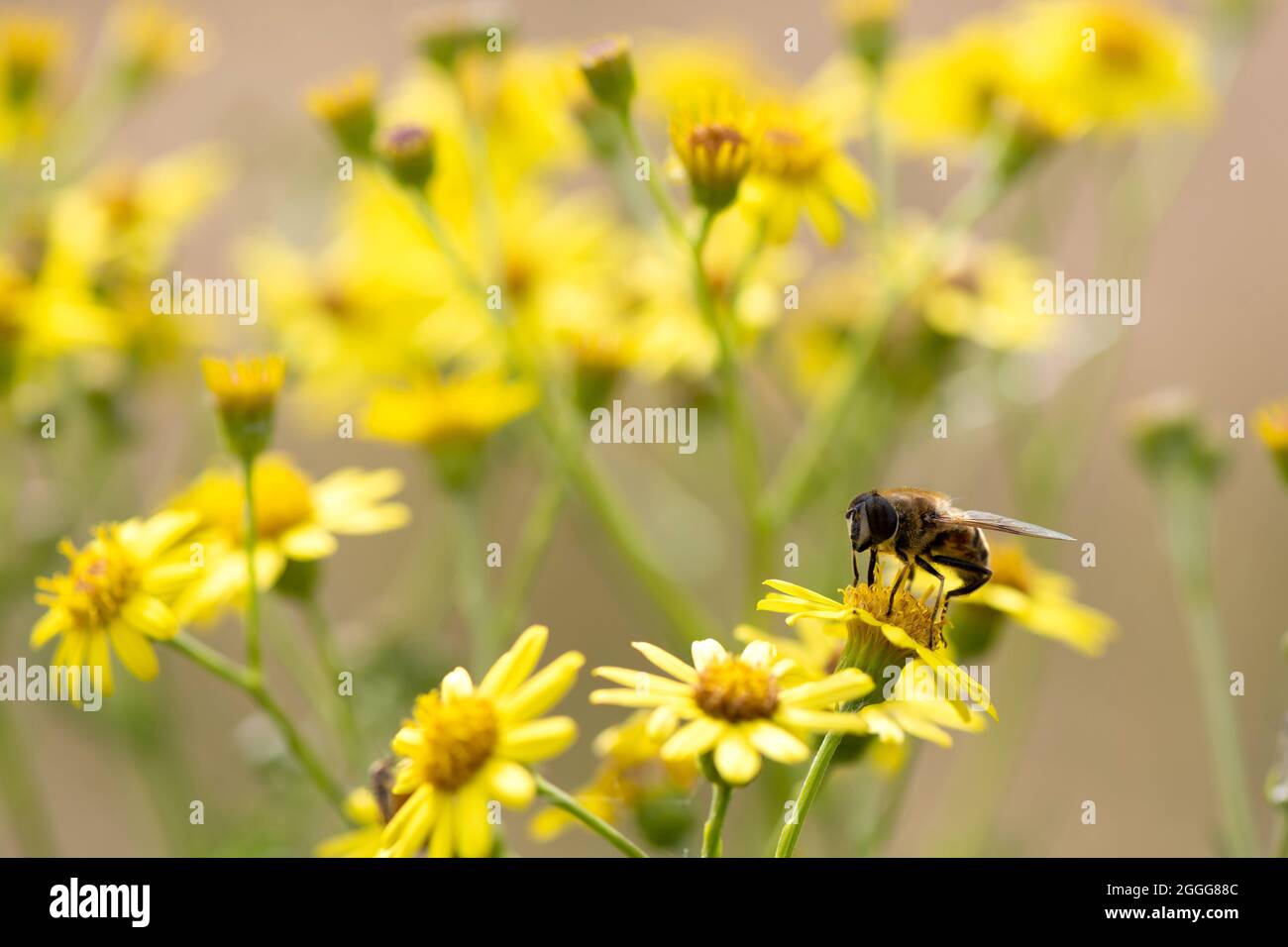 CARDIFF, GALLES - 16 AGOSTO: Un'ape su un fiore giallo il 16 agosto 2021 a Cardiff, Galles. Foto Stock