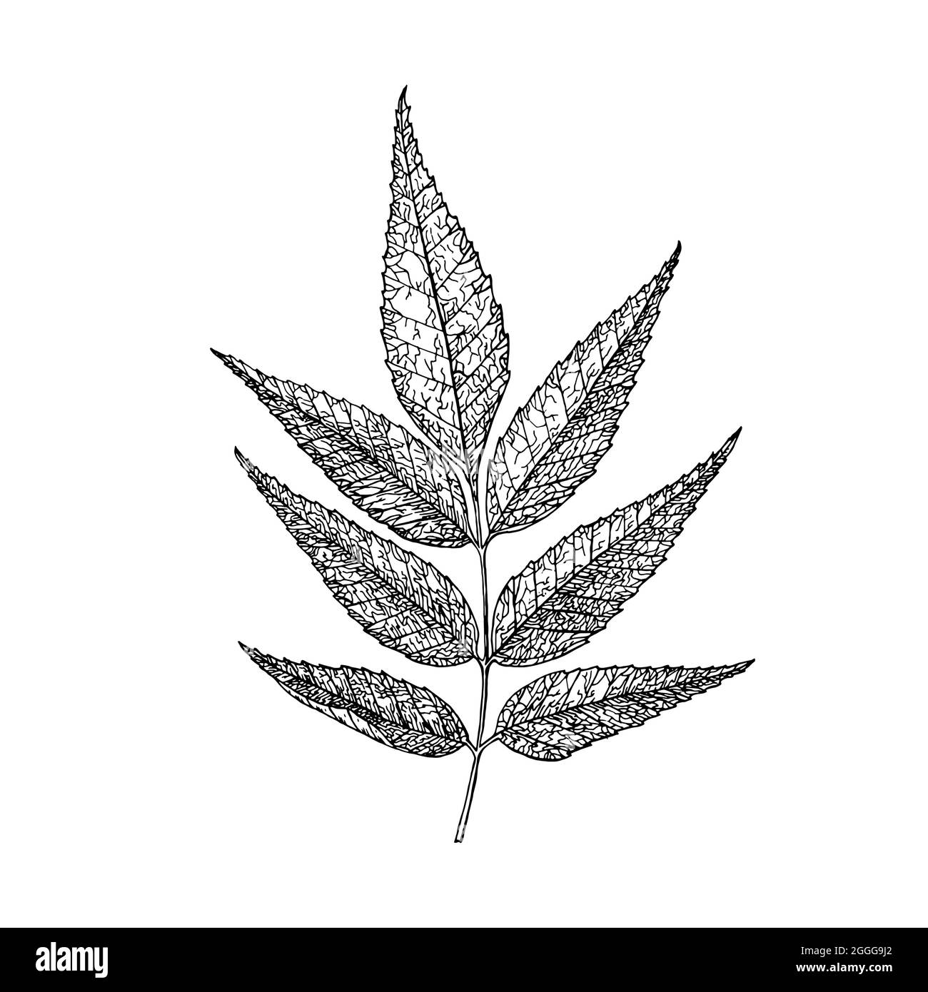 Foglia di acero. L'autunno lascia in uno stile di schizzo. Illustrazione vettoriale isolata su sfondo bianco. Stile disegno vintage disegnato a mano. Pianta o erba. Acer Illustrazione Vettoriale