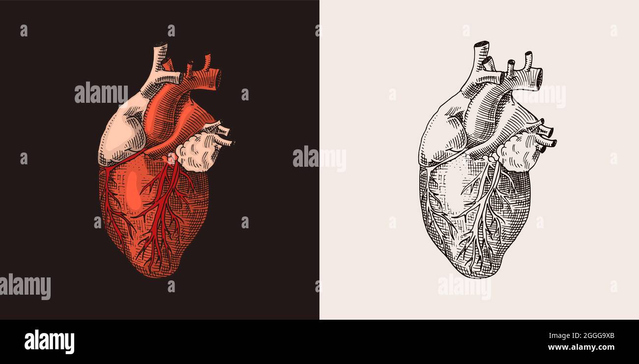 Organo di cuore rosso. Biologia umana, illustrazione dell'anatomia. Inciso a mano disegnato in vecchio schizzo e stile vintage. Illustrazione Vettoriale