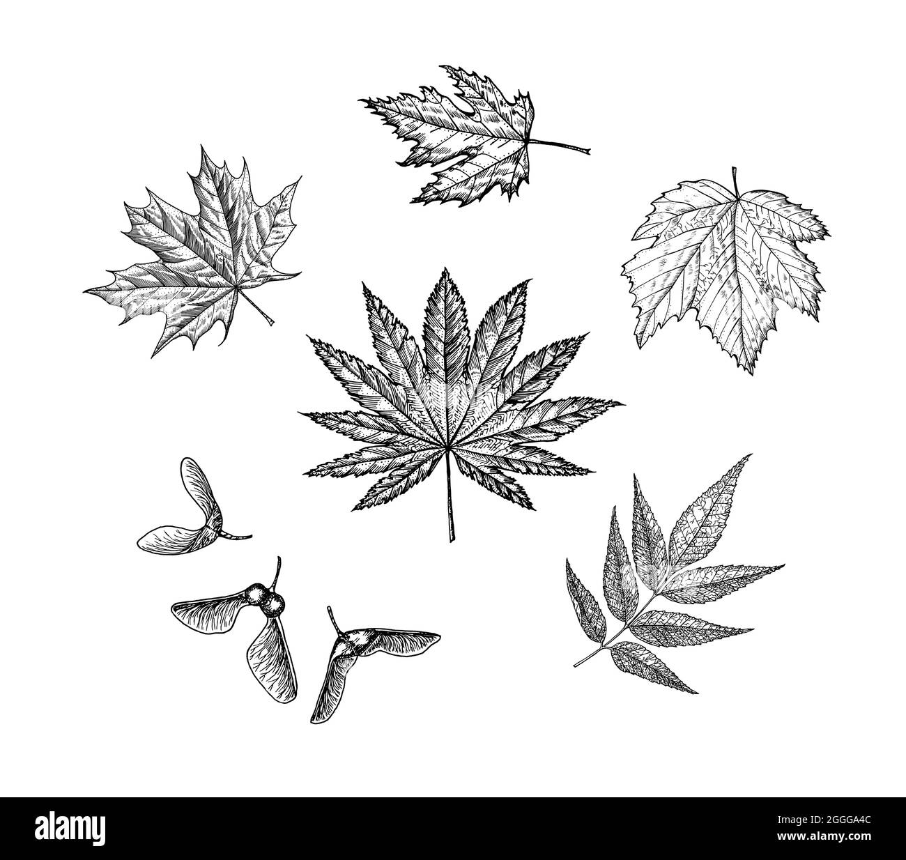 Foglia di acero. L'autunno lascia in uno stile di schizzo. Illustrazione vettoriale isolata su sfondo bianco. Stile disegno vintage disegnato a mano. Pianta o erba. Acer Illustrazione Vettoriale