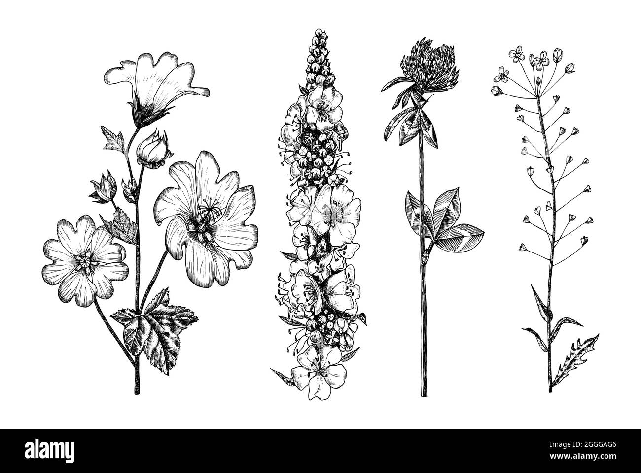 Althaea e Clover o trifoglio e Capsella e Mullein o verbascum. Illustrazione di pianta botanica. Erbe erbacee perenni d'epoca. Disegnato a mano Illustrazione Vettoriale
