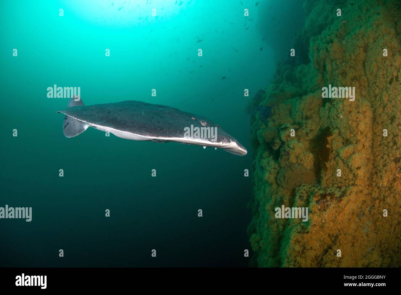 Tetronarce californica, Pacific Electric ray Foto Stock