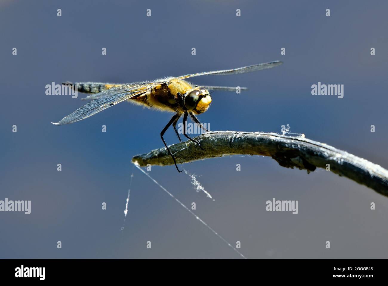 Una vista frontale di un insetto di libellula appollaiato sulla punta di un ramo morto in una palude dell'Alberta. Foto Stock