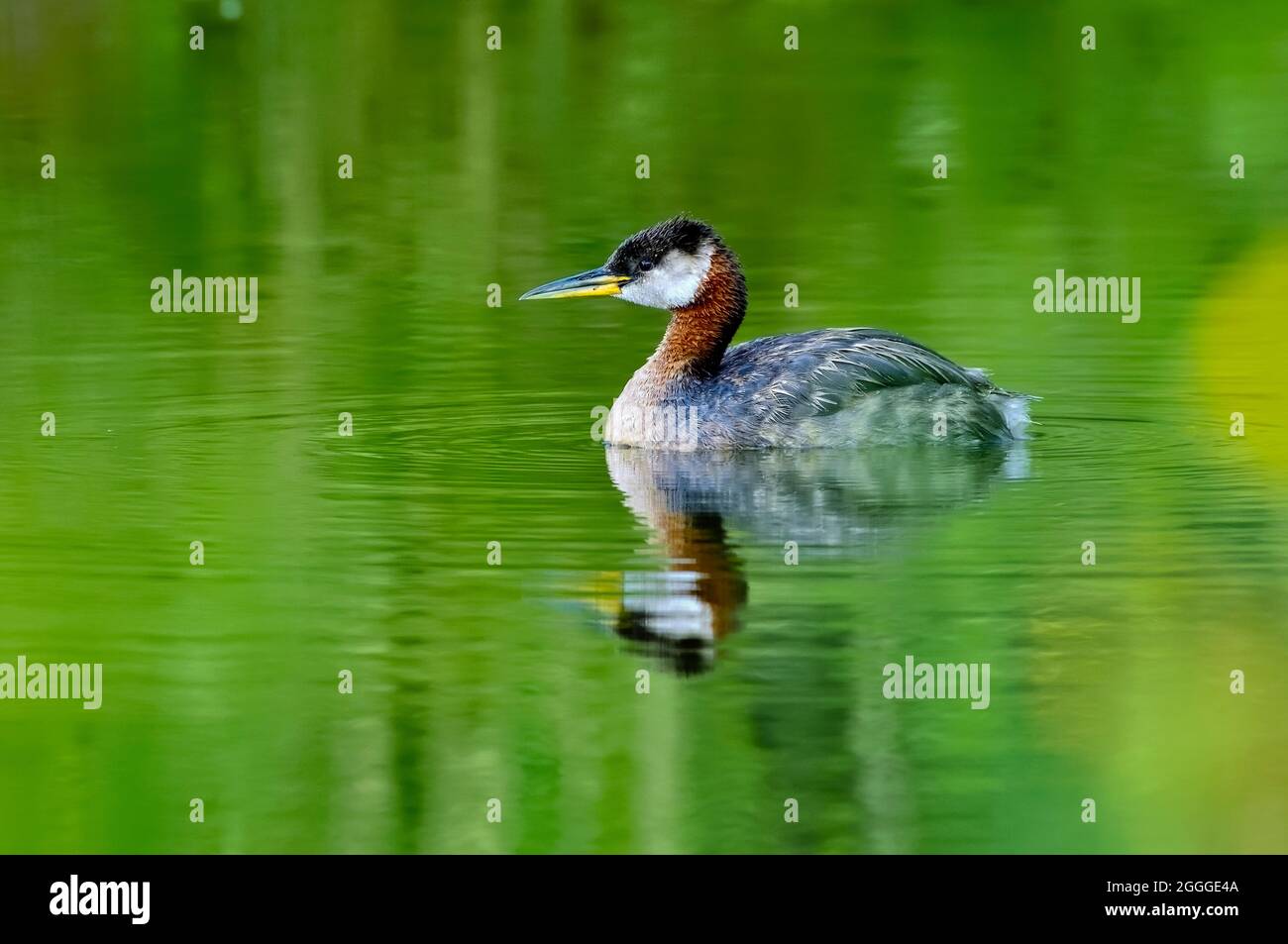Un verde selvaggio a collo rosso 'Podiceps grisegena', nuotando nelle acque calme di un laghetto di castori nella campagna Alberta Canada. Foto Stock