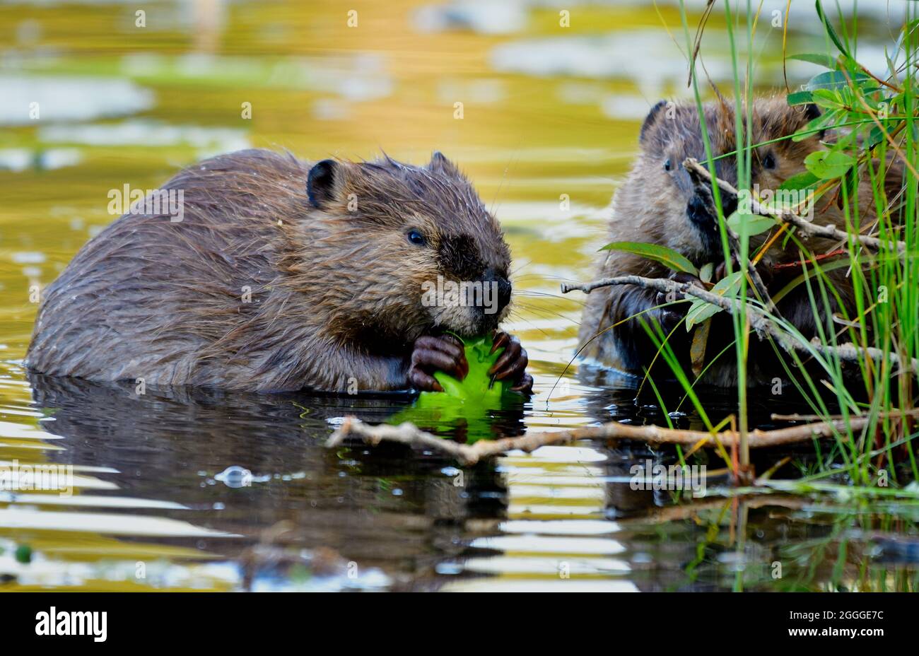 Due bebè 'Castor canadensis', che si nutrono su pezzetti di giglio al bordo di una zona paludosa poco profonda nel laghetto di castoro più piccolo nella rurale Alberta Canada. Foto Stock