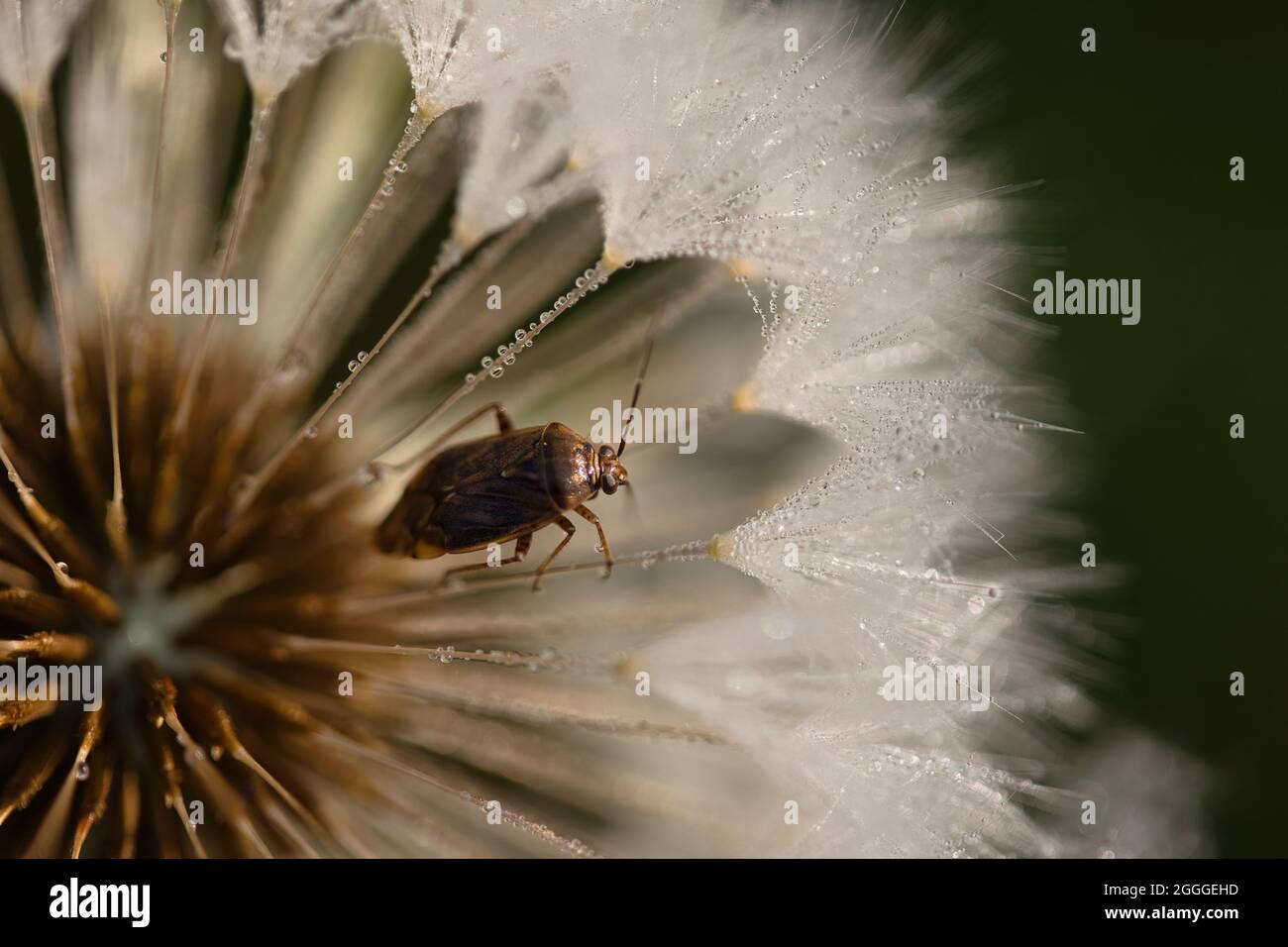 Insetto di pianta tarnished che si siede su una testa di seme di dente di leone. Foto Stock