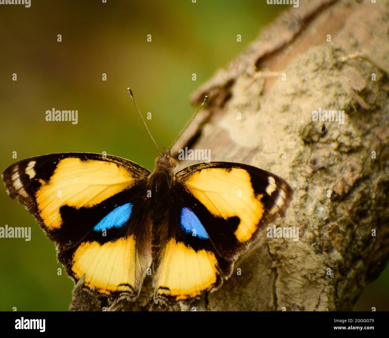 farfalla gialla su legno. farfalla gialla (junonia hierta) Foto Stock