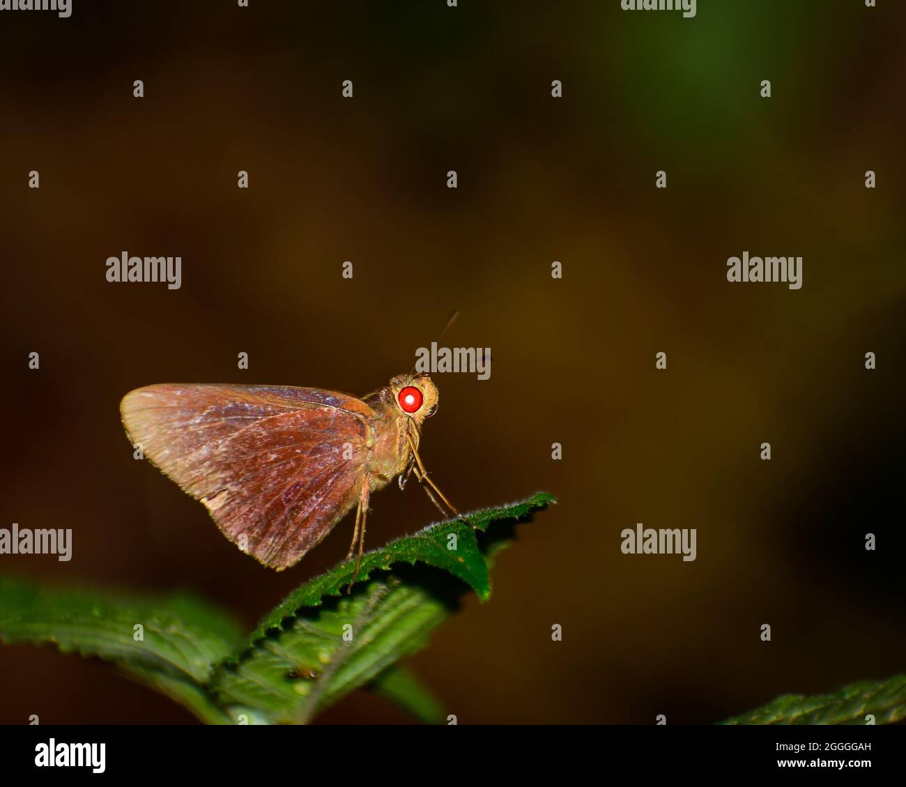 Bella farfalla rossa su foglia. Primo piano di bella farfalla rossa (matapa aria ) Foto Stock