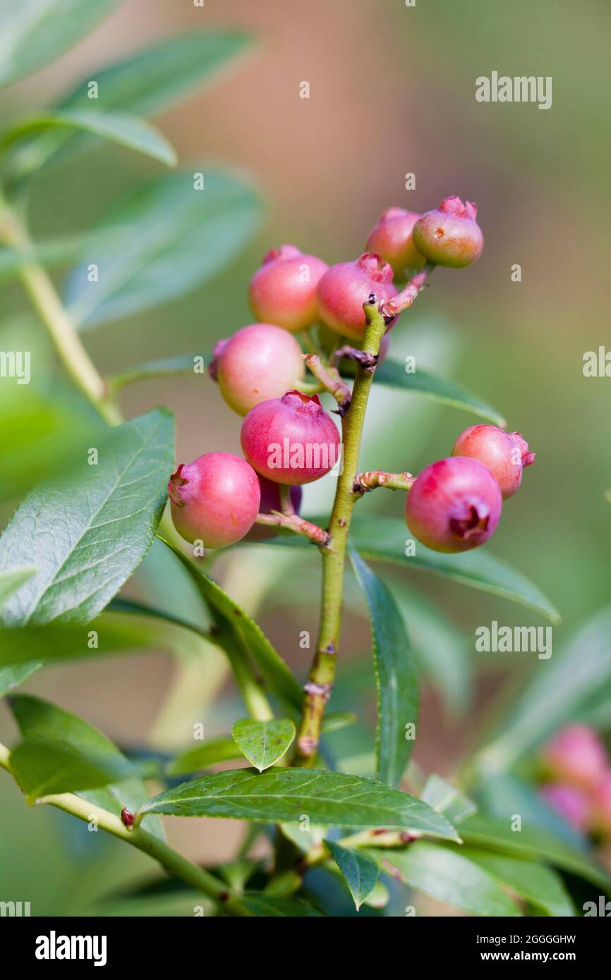Mirtilli rosa immaturi in pianta (Vaccinium Cyanococcus) - USA Foto Stock