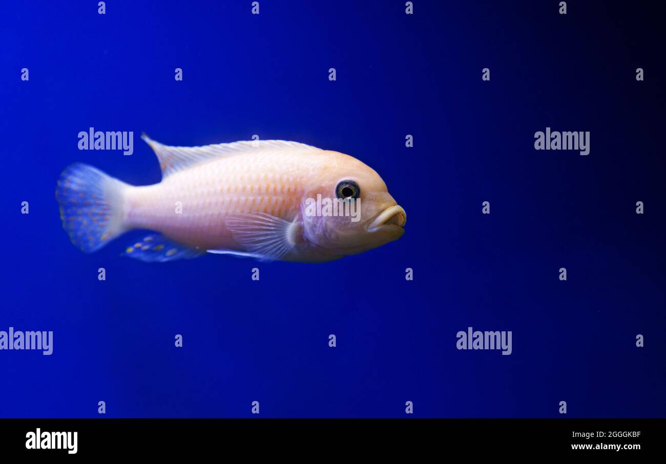 pesce acquario bianco e giallo chiaro su sfondo blu Foto Stock