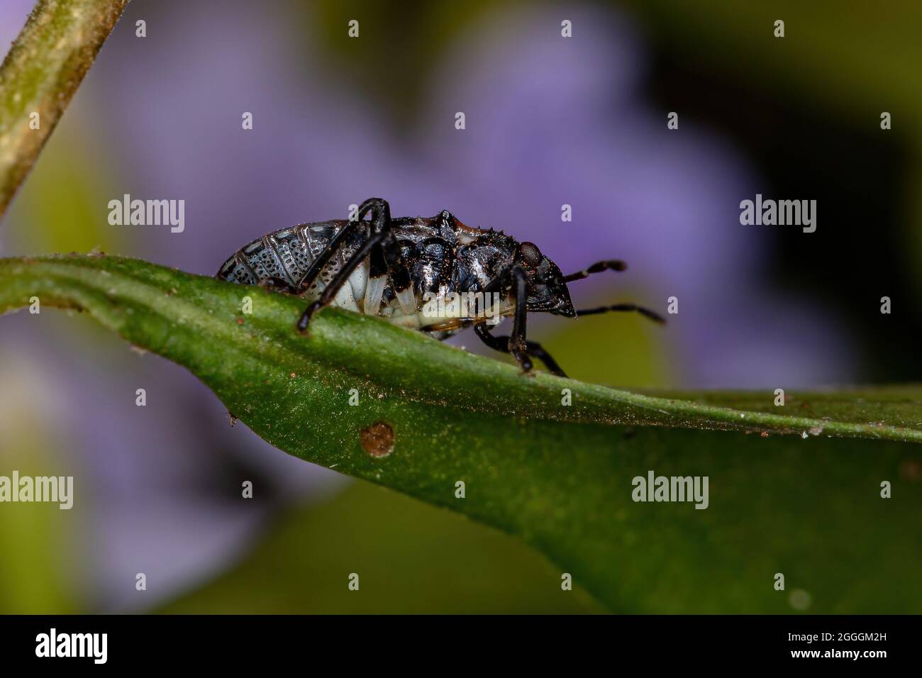 Puzzolente ninfa della famiglia pentatomidae che imita le formiche tartarughe cefalote Foto Stock