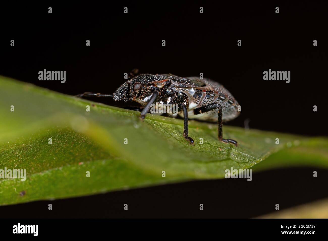 Puzzolente ninfa della famiglia pentatomidae che imita le formiche tartarughe cefalote Foto Stock