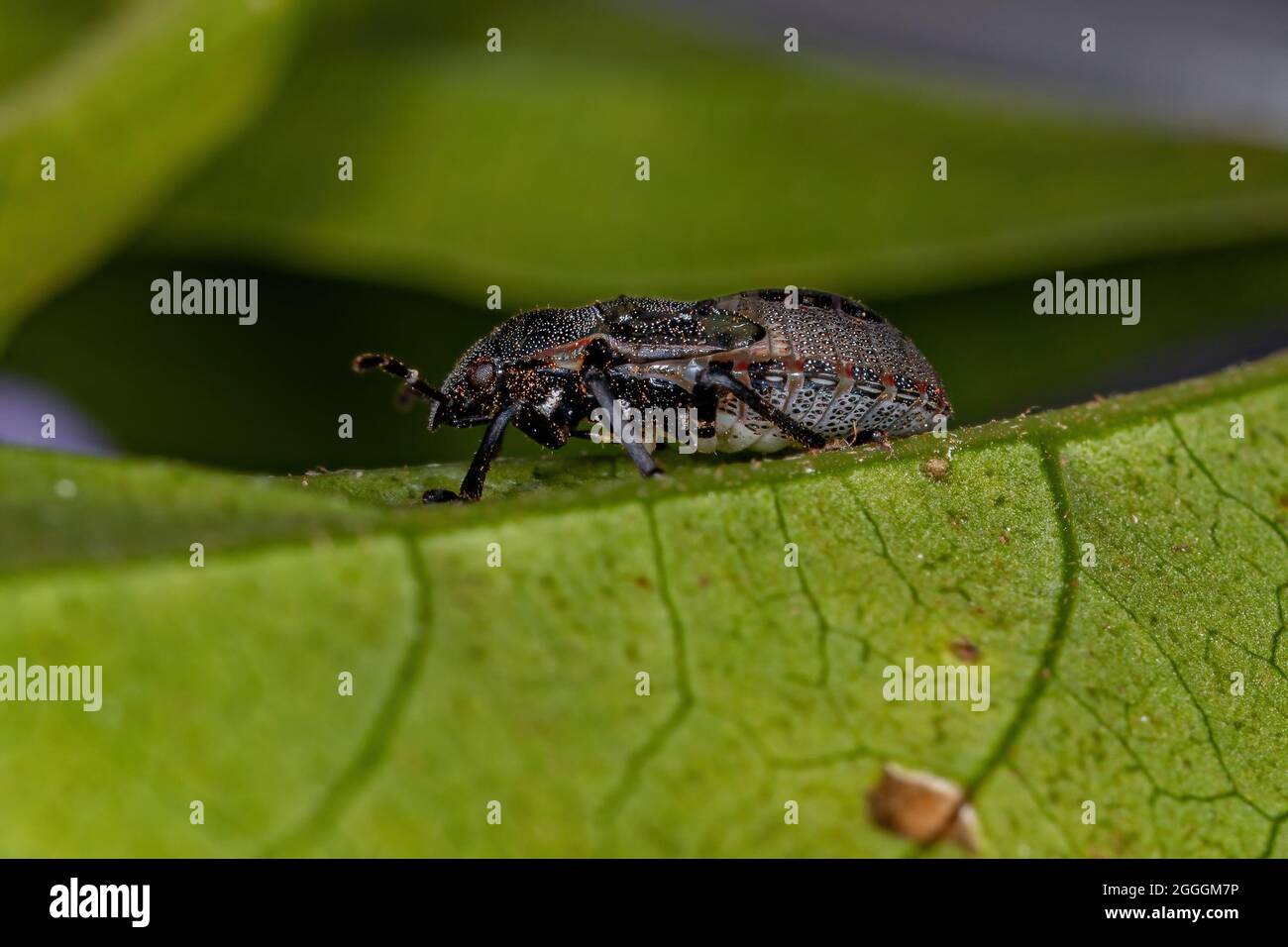 Puzzolente ninfa della famiglia pentatomidae che imita le formiche tartarughe cefalote Foto Stock