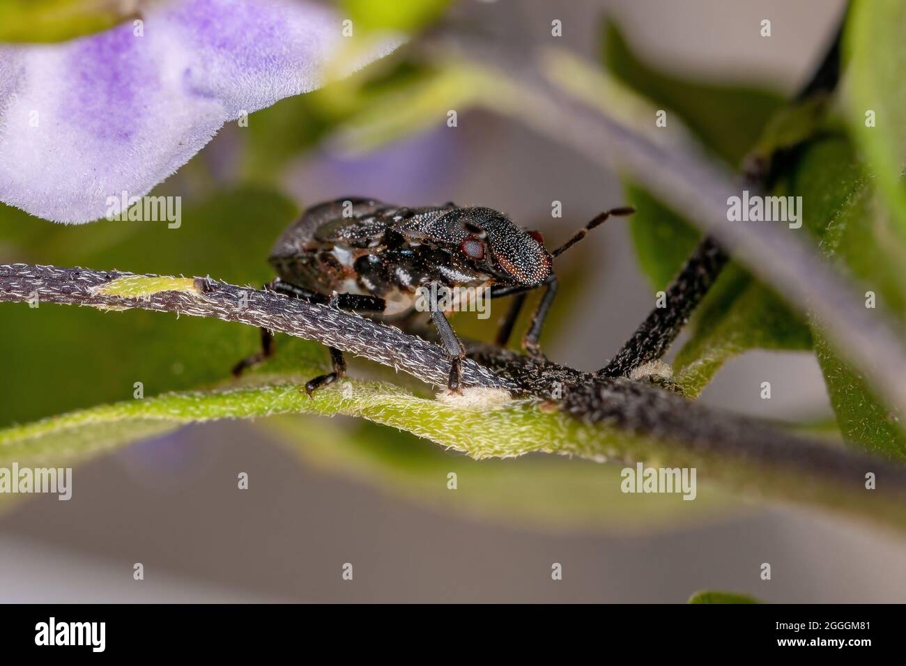 Puzzolente ninfa della famiglia pentatomidae che imita le formiche tartarughe cefalote Foto Stock