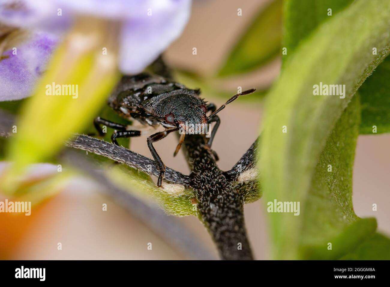 Puzzolente ninfa della famiglia pentatomidae che imita le formiche tartarughe cefalote Foto Stock