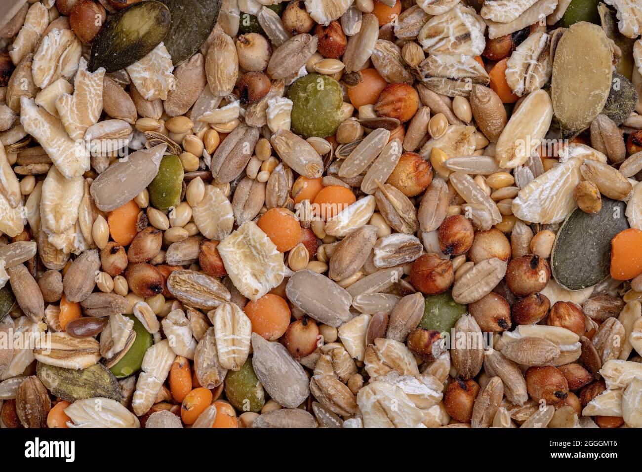 Mix sano di semi diversi per animali come ratti criceti e uccelli Foto Stock