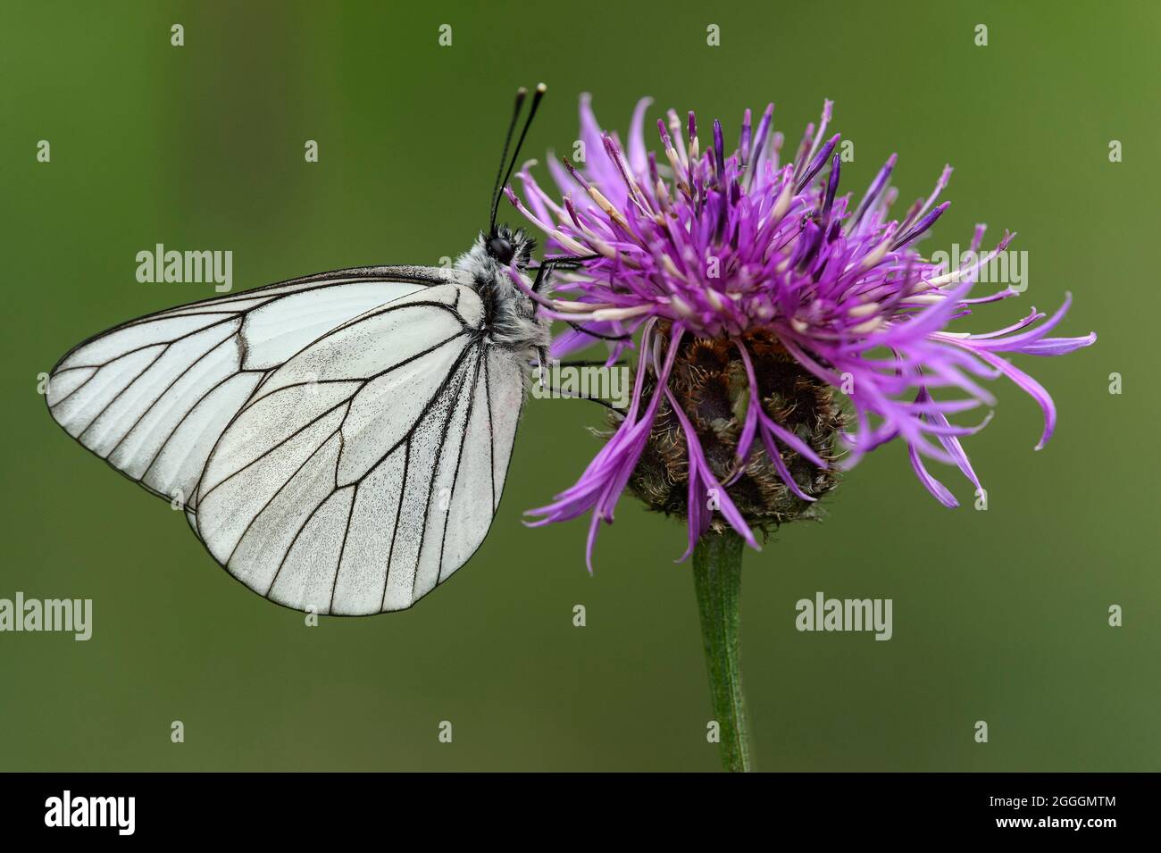 Bianco nero (Aporia crataegi), Vallese, Svizzera Foto Stock