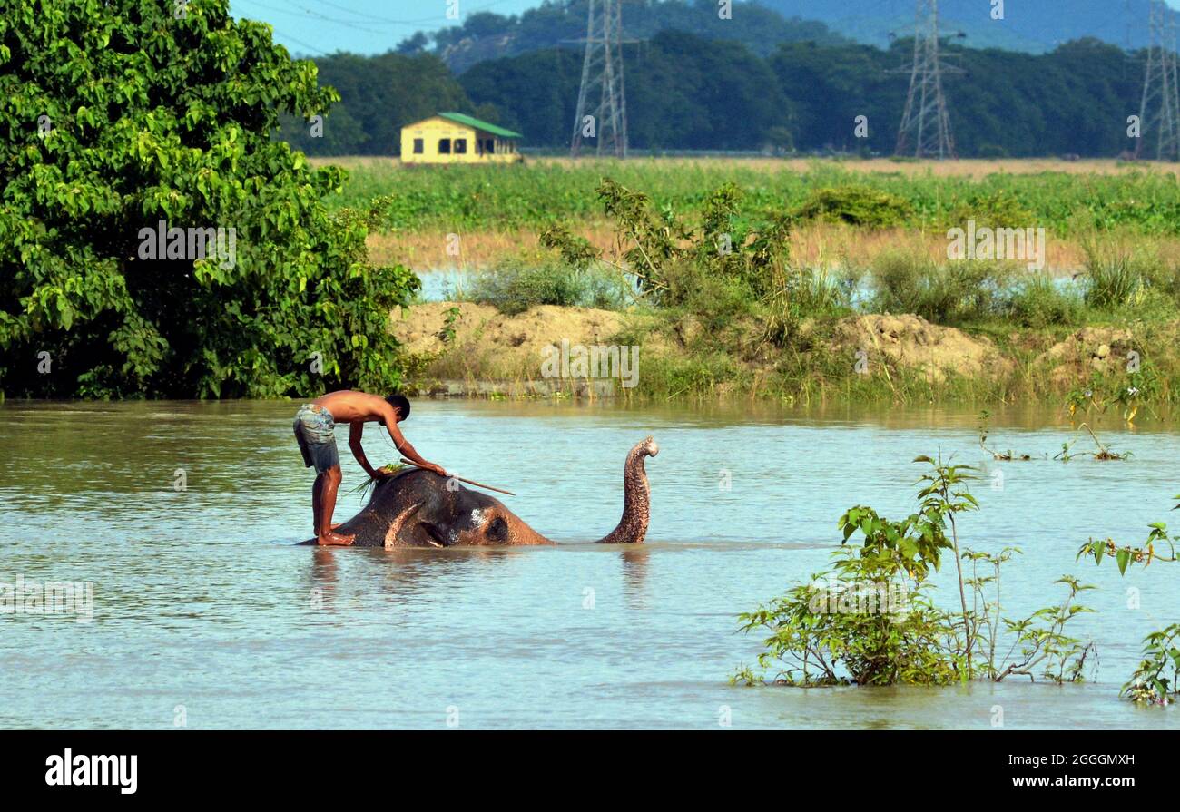 Assam. 31 ago 2021. Una guardia forestale bagna un elefante al santuario naturale di Pobitora nel distretto di Morigaon dello stato nord-orientale dell'India di Assam, 31 agosto 2021. Credit: Str/Xinhua/Alamy Live News Foto Stock