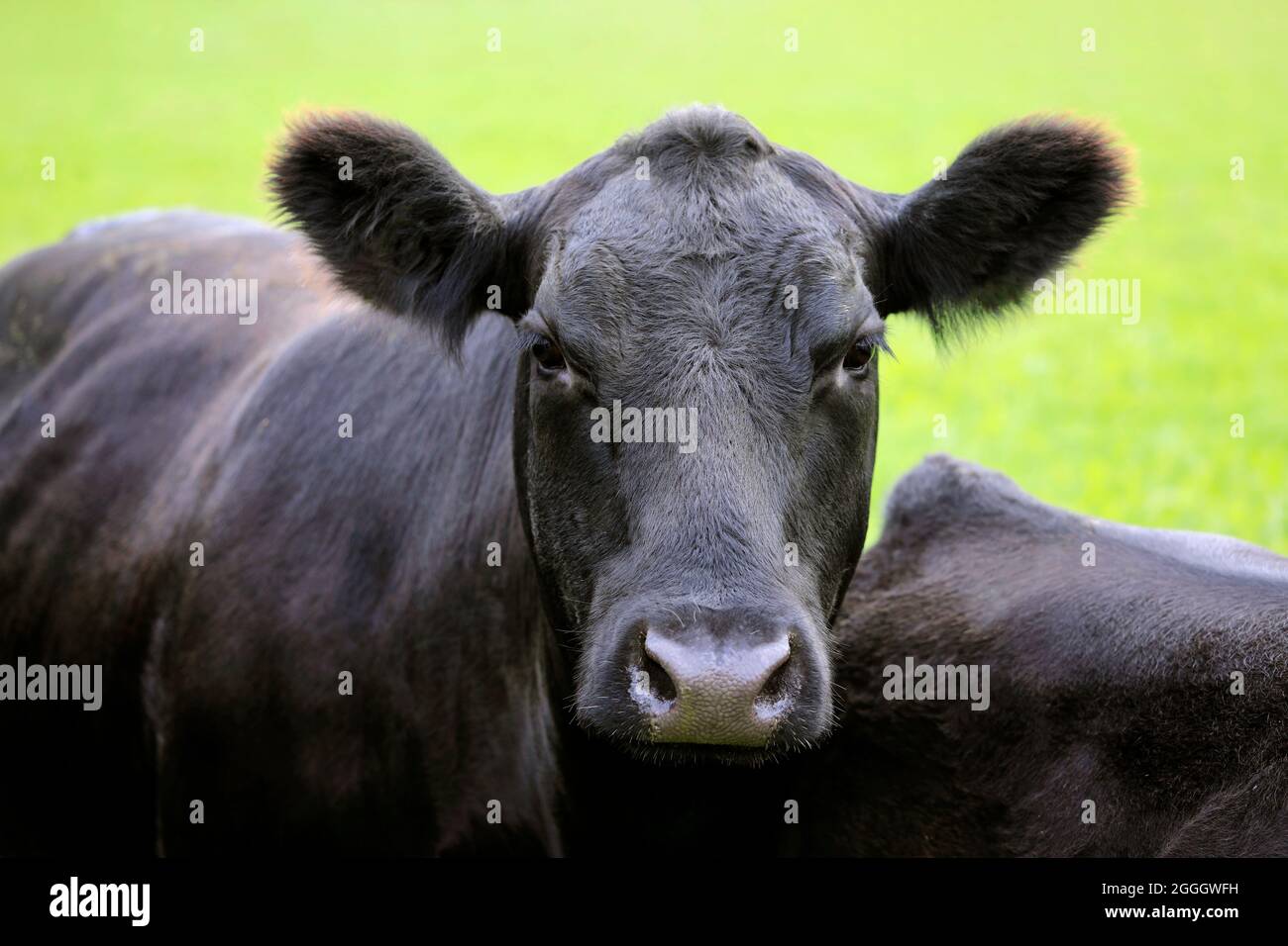 Primo piano di una vacca nera Aberdeen Angus in piedi in campo in Finlandia, le etichette auricolari sono state rimosse nell'editor di immagini. Angus è una razza scozzese di bovini da carne. Foto Stock