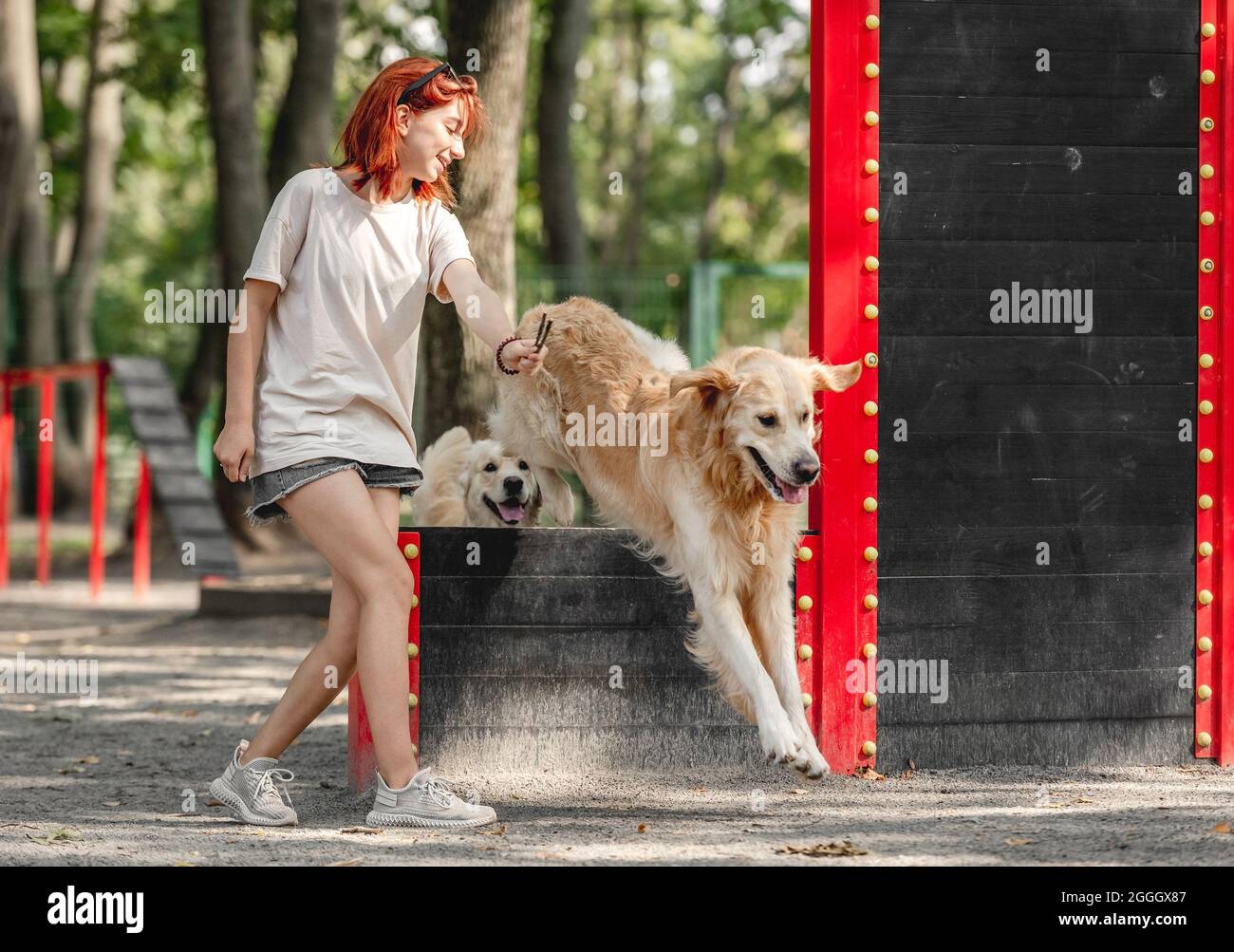 Ragazza con cani Golden Retriever Foto Stock