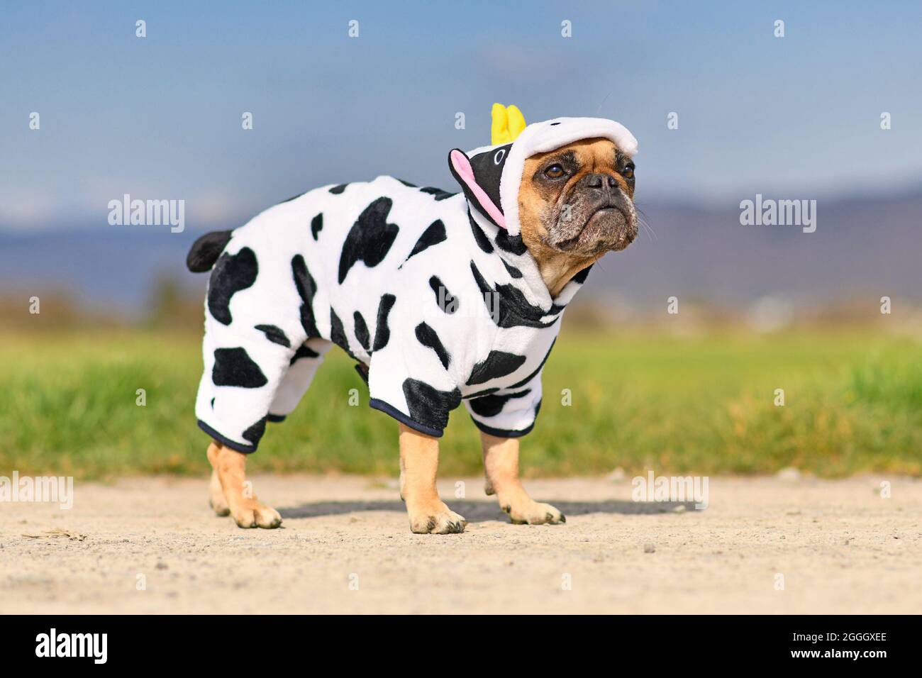 Divertente cane Bulldog francese che indossa un divertente costume di mucca di Halloween Foto Stock