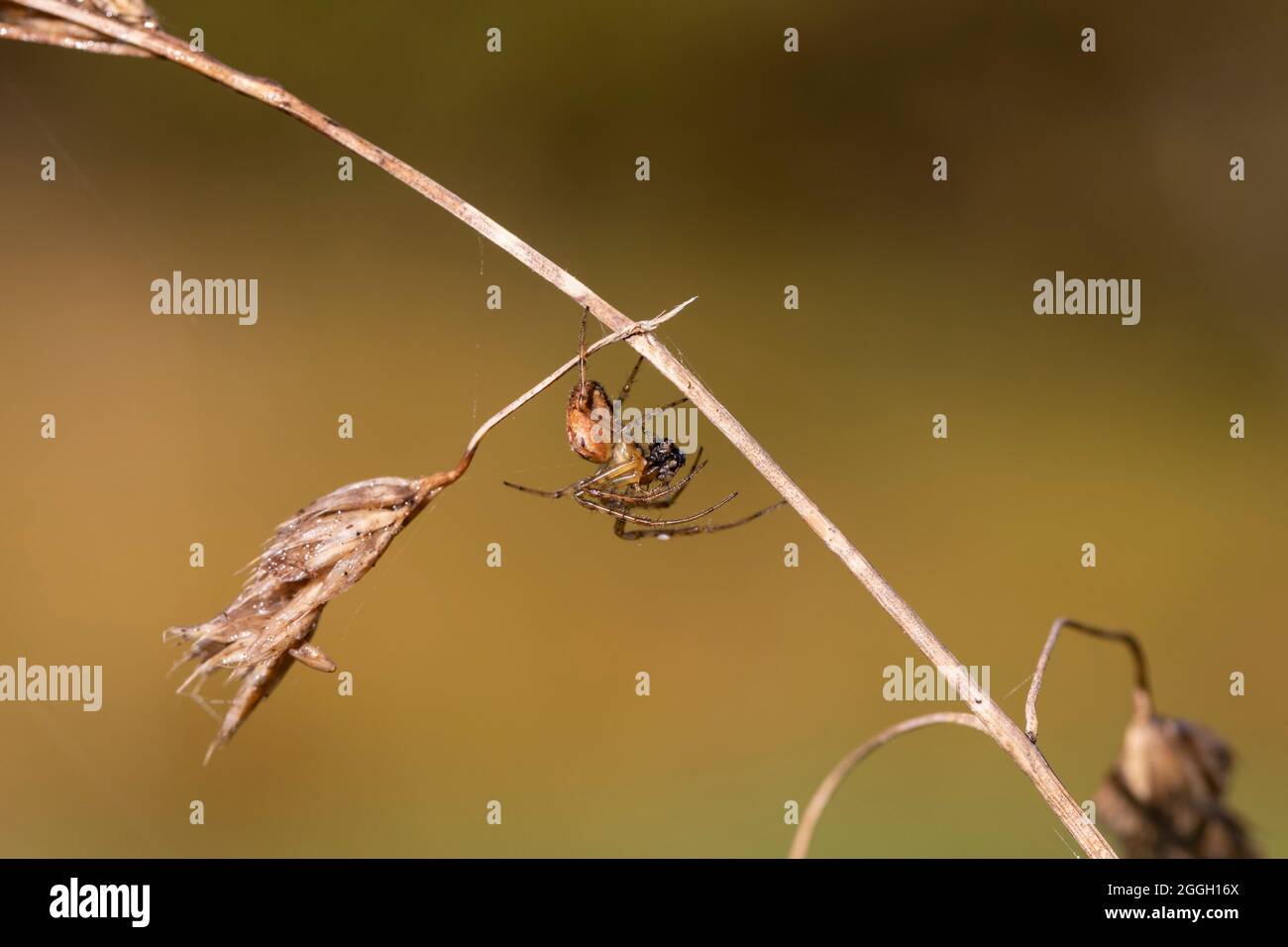 Orb web spider (famiglia Araneidae), Sidwood, Foresta di Kielder, Northumberland National Park, Regno Unito Foto Stock