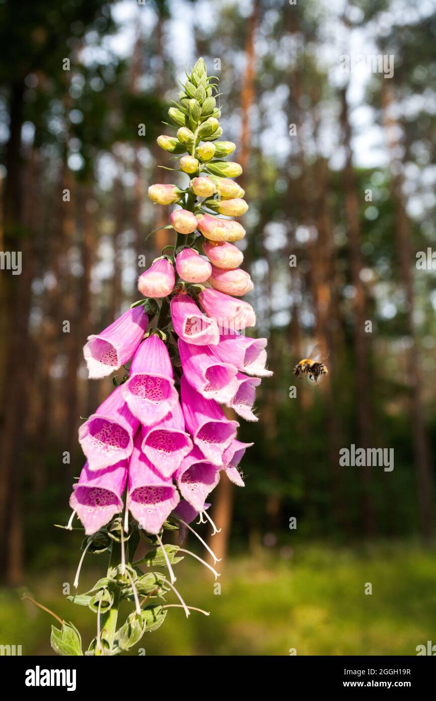 bumblebee vicino al foxglove fiorente Foto Stock