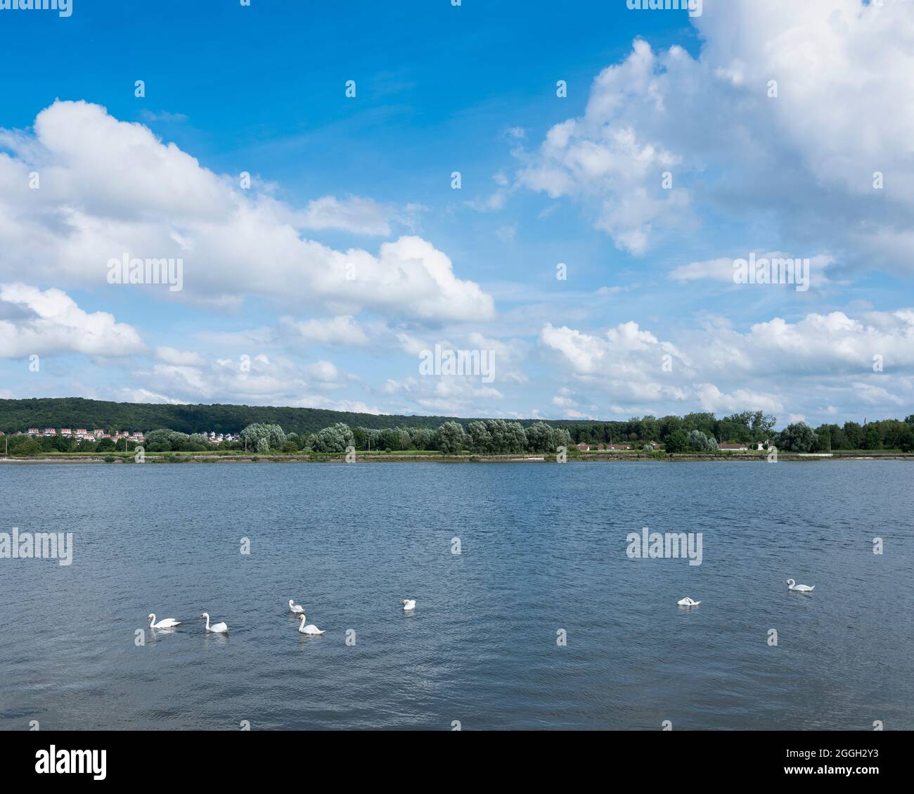 cigni bianchi nel fiume senna da qualche parte tra rouen e le havre Foto Stock