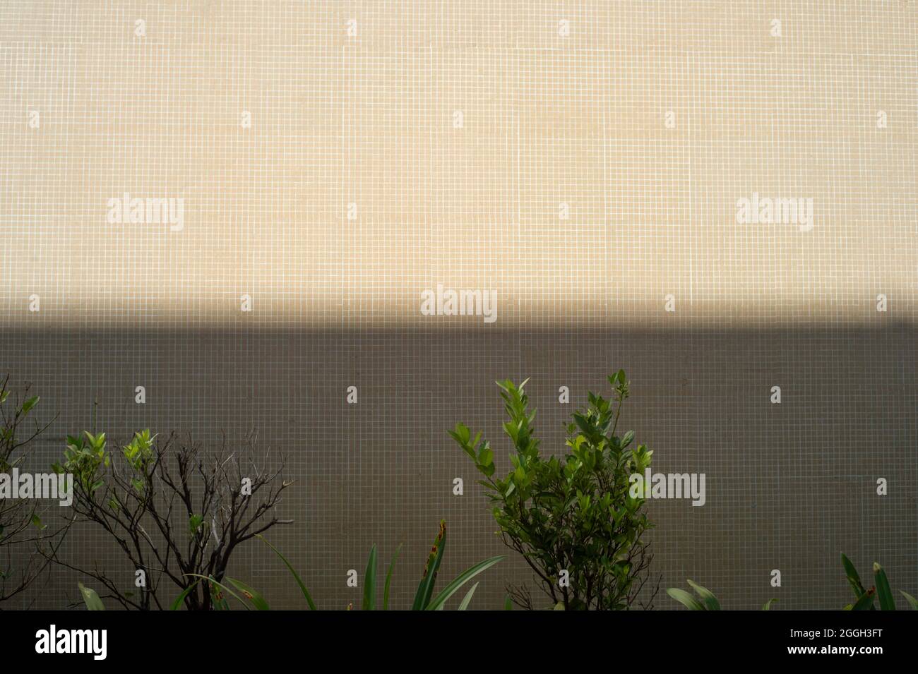 Piante della città e ombra Foto Stock