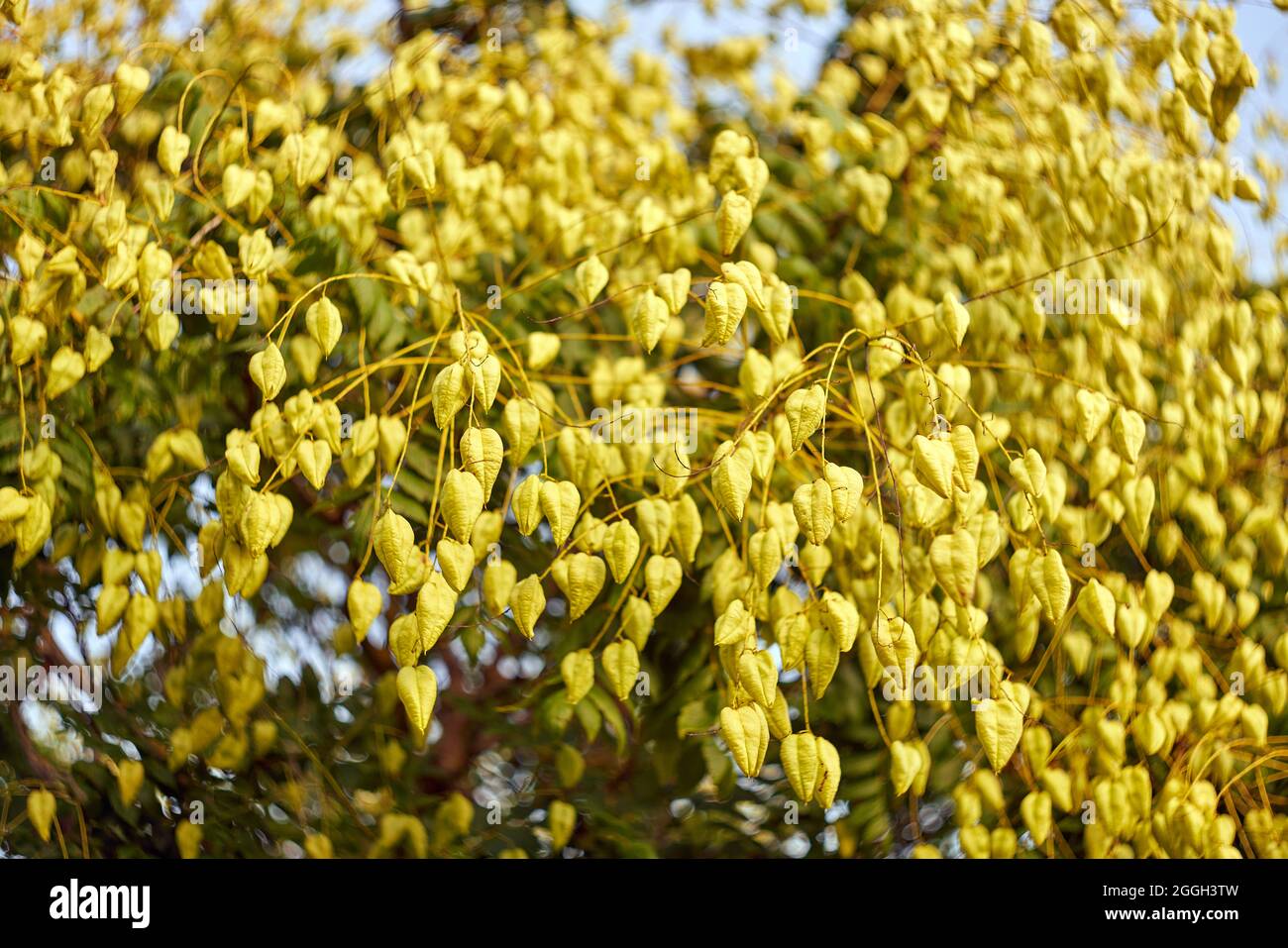 Rami di albero di Hickory pieni di noci. Foto Stock