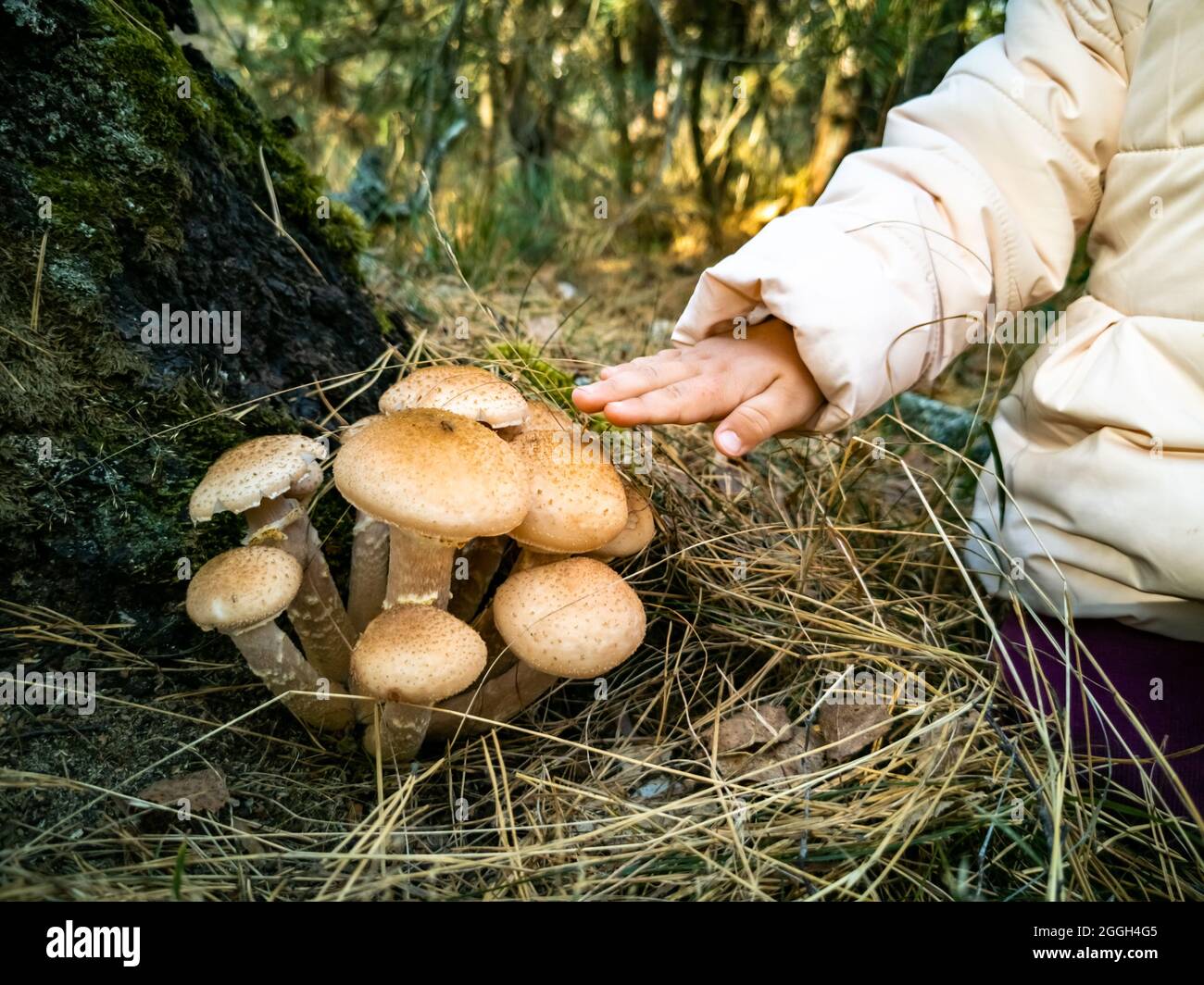 bambino raccolta funghi miele nella foresta autunnale. primo piano senza viso. bei funghi commestibili nella foresta autunnale alla luce del sole Foto Stock