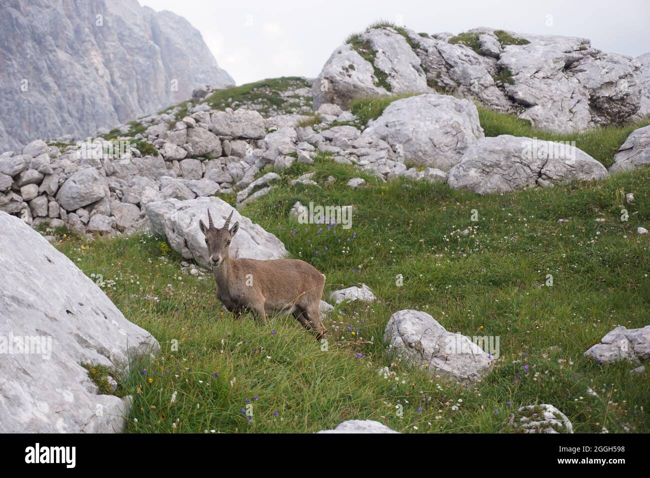 Curioso camoscio, capra di montagna masticare sull'erba, Slovenia 2020 Foto Stock