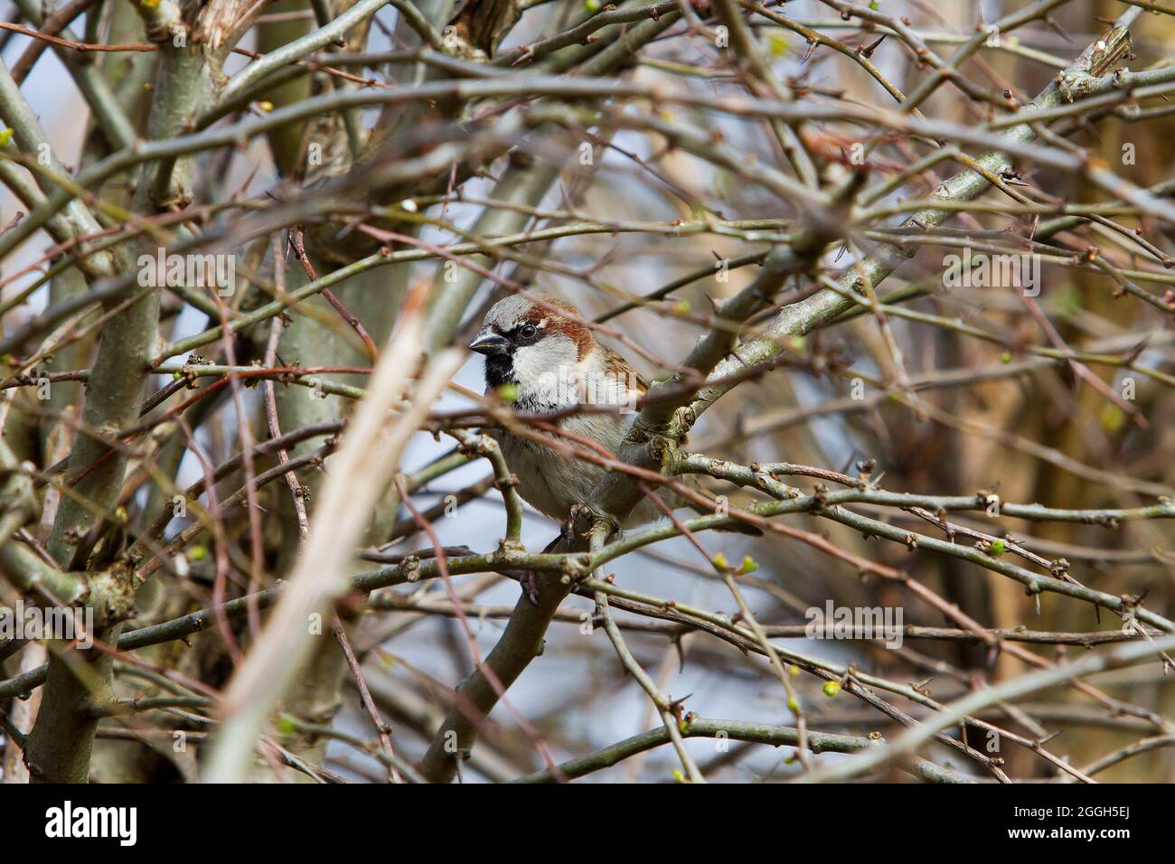 Sparare in un albero Foto Stock