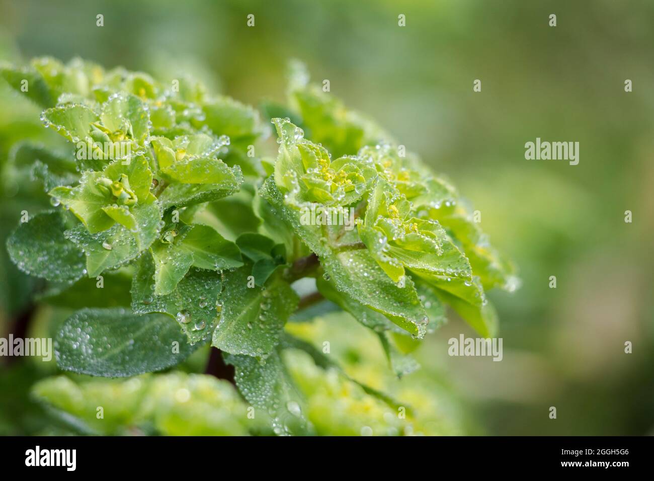 Primo piano delle teste dei fiori delle piante di Sun Spure con piccole gocce sulle foglie verdi (Euphorbia elioscopia) Foto Stock