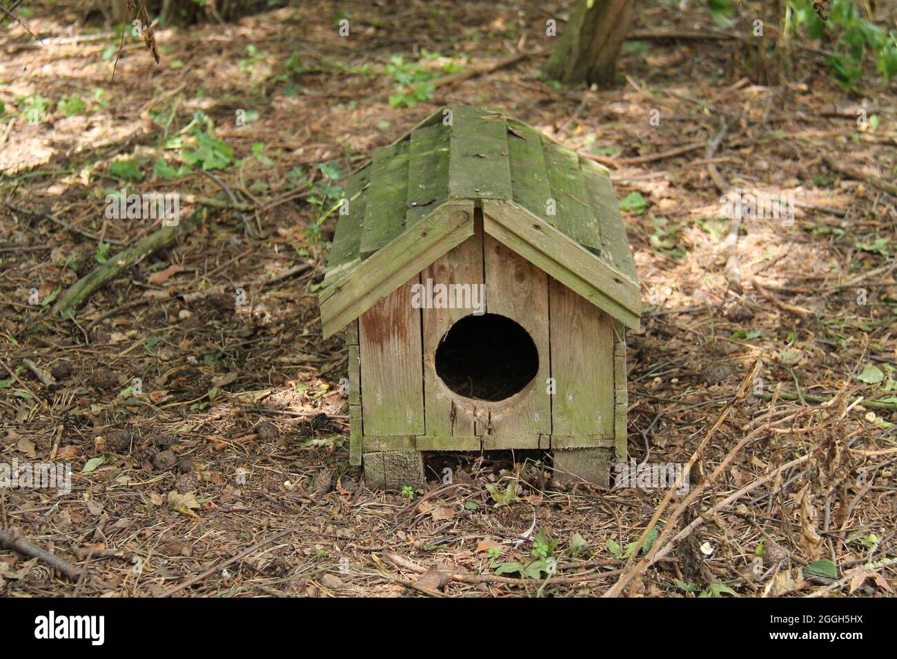 Una scaffalatura rustica in legno per piccoli animali da bosco. Foto Stock