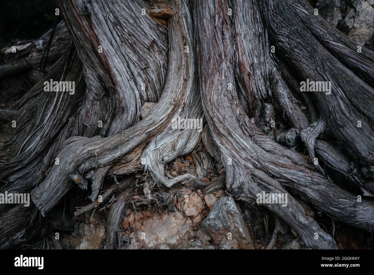 Grandi radici di albero sopra il terreno Foto Stock