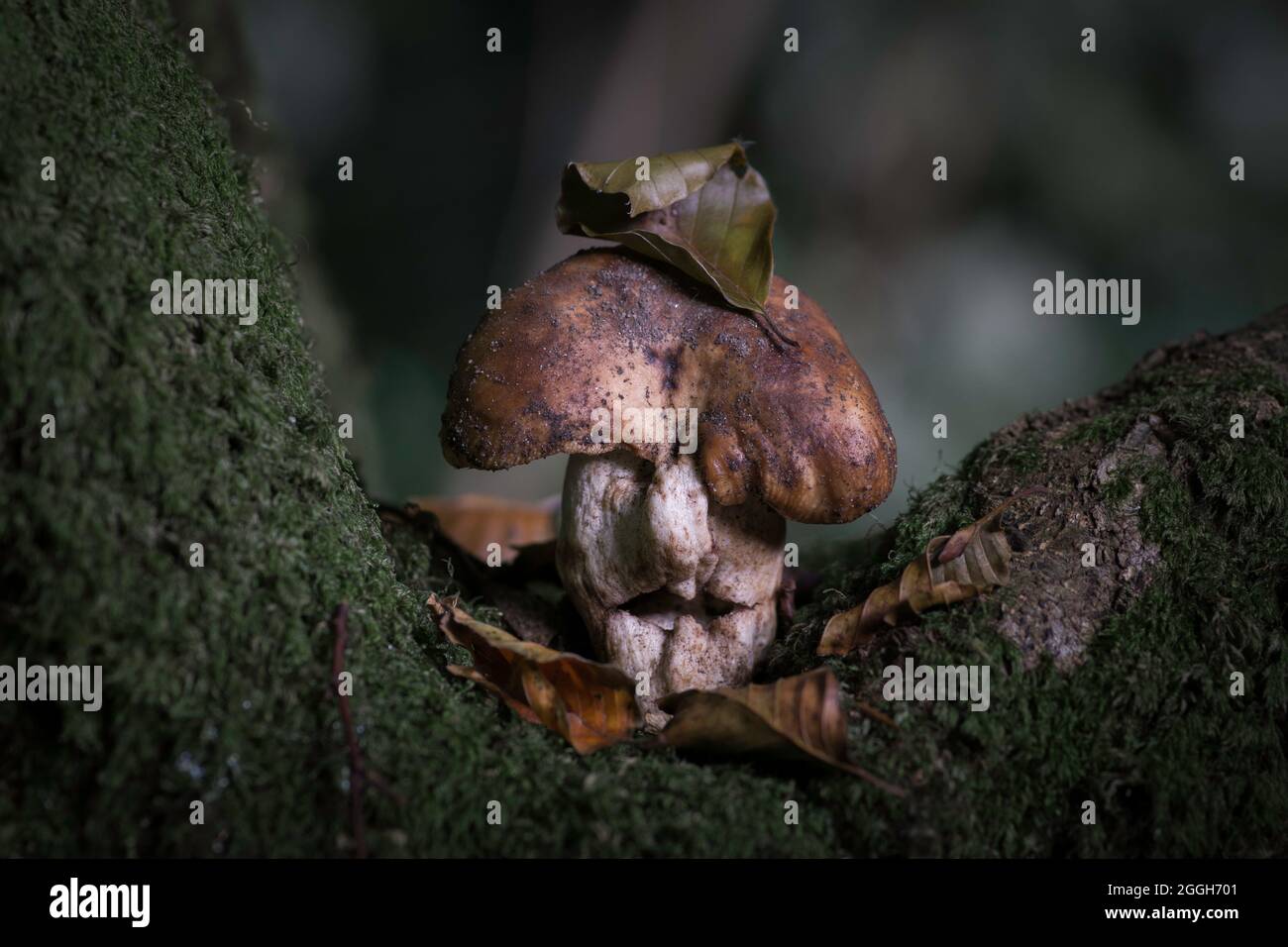 questo fungi gnarled, vecchio sembra avere un volto Foto Stock