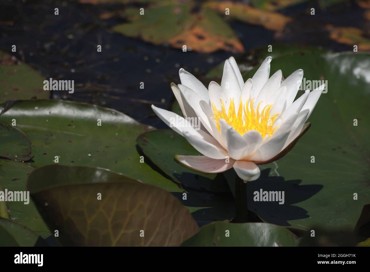 Nymphaea alba conosciuta come il fiore galleggiante bianco giglio europeo Foto Stock