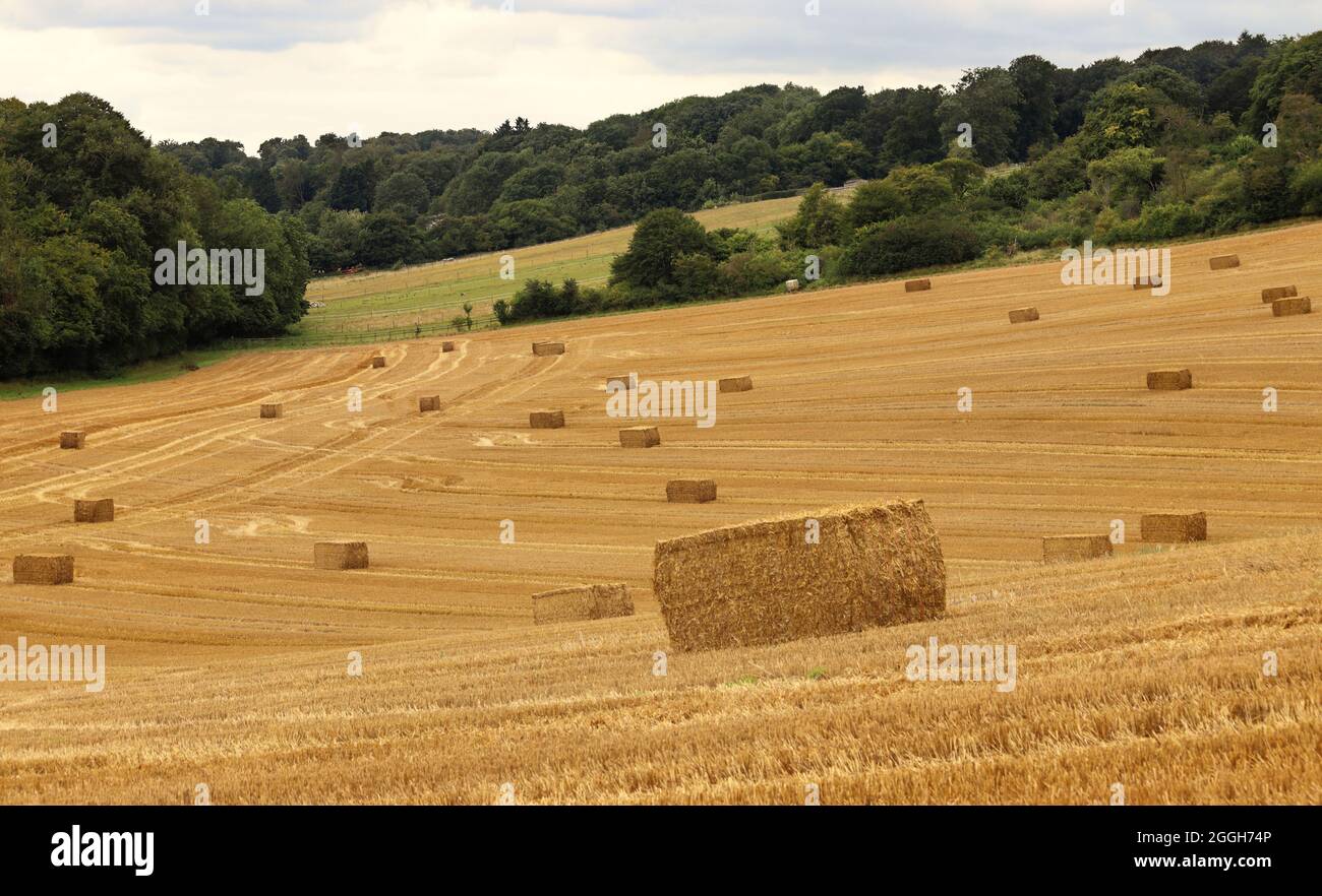 Un paesaggio rurale inglese nelle colline Chiltern con campo di stoppia di grano dorato e balle di paglia Foto Stock
