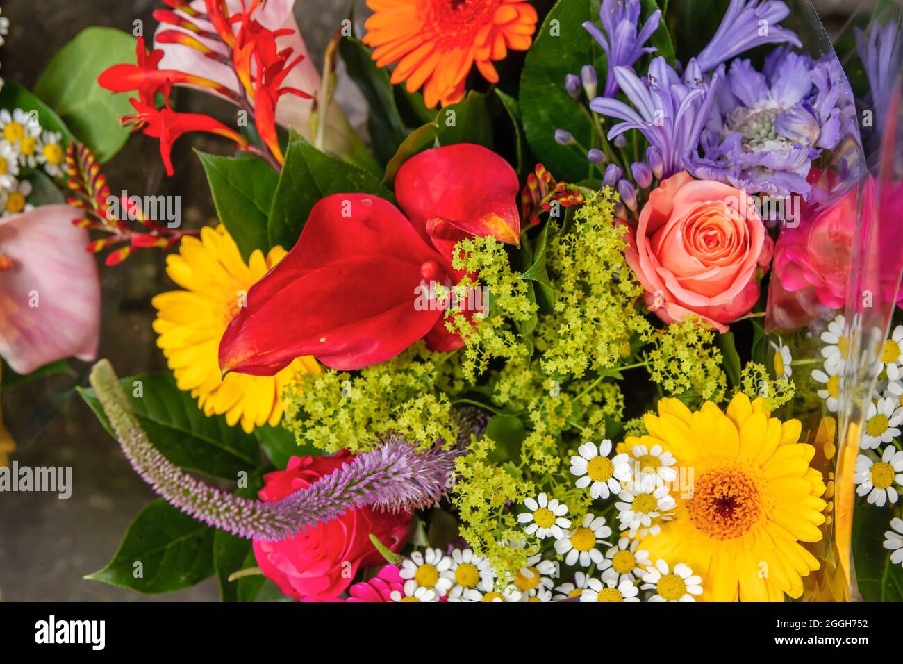 Bouquet colorato di fiori naturali che contiene rose, calenduda, camomilla, giglio blu e altri bellissimi fiori selvatici Foto Stock