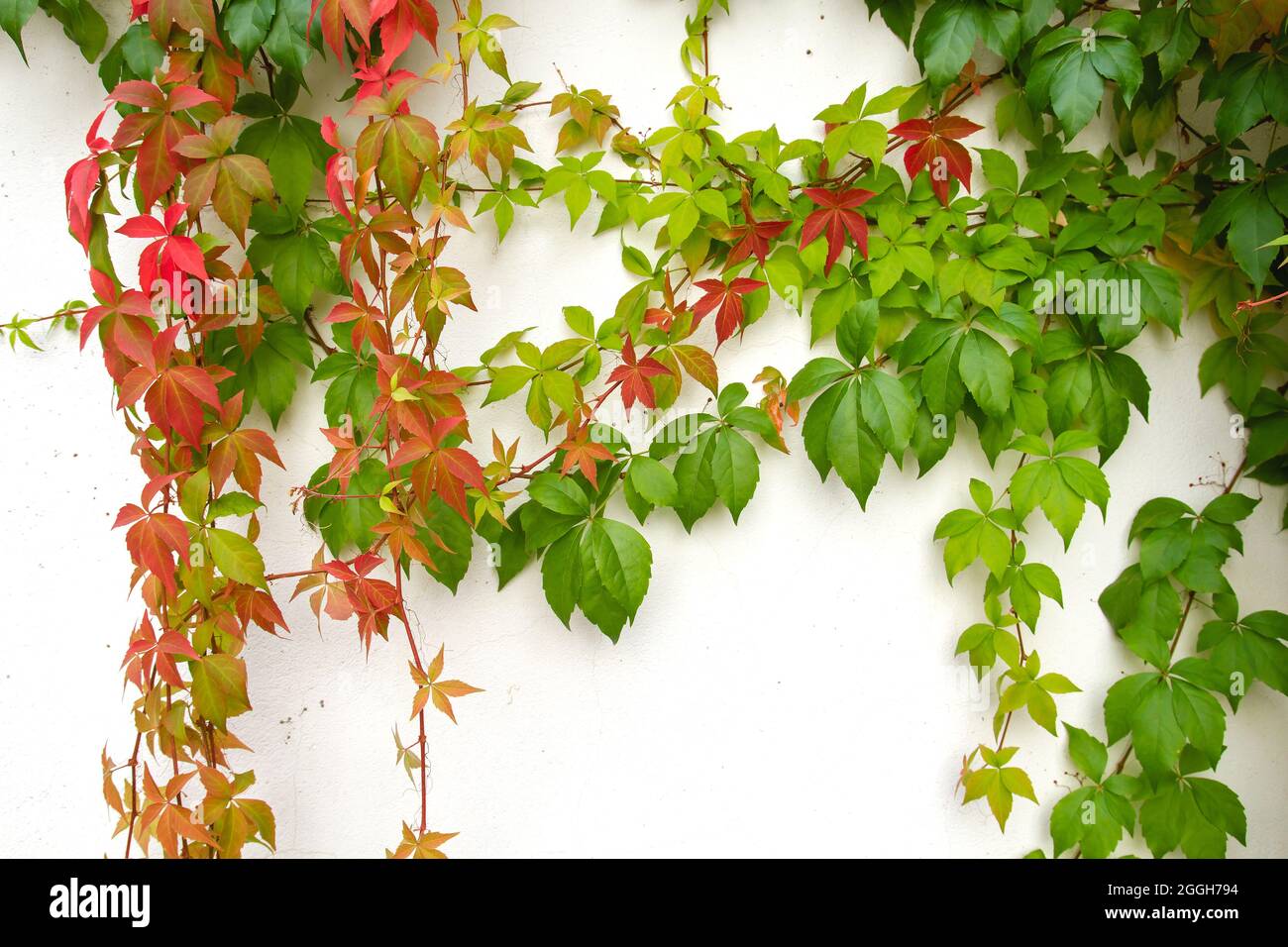 Parthenocissus quinquefolia vitigno autunnale foglie colorate Foto Stock