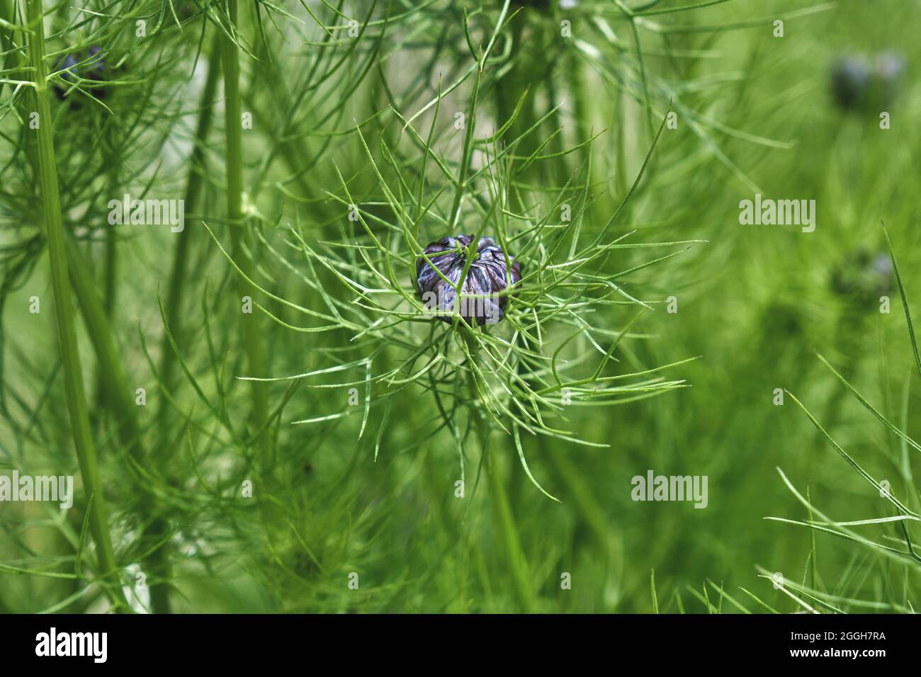 Nigella damascena, fiore bocciolo viola amor-in-a-Mist Foto Stock