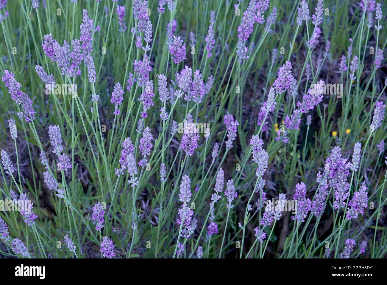 Lavanda angustifolia o giardino lavanda fiori viola fioritura Foto Stock